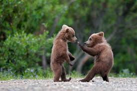 This is what I really want to see: baby bears Thai fighting.